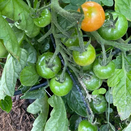 公寓 Weingut Kleinmonte 里欧查赫