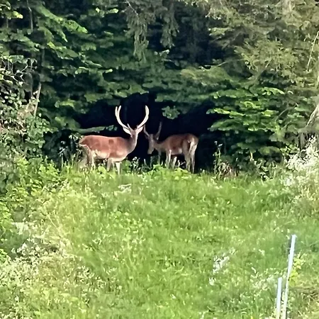 Weingut Kleinmonte 公寓