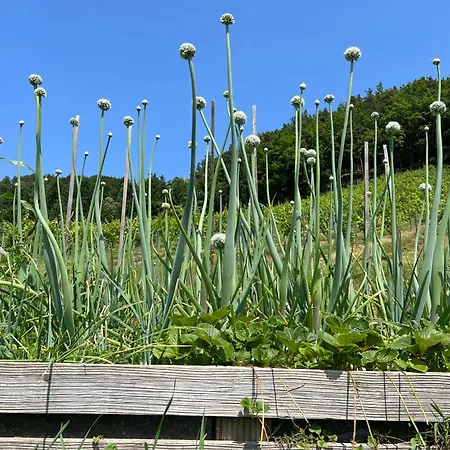 Weingut Kleinmonte 公寓 *