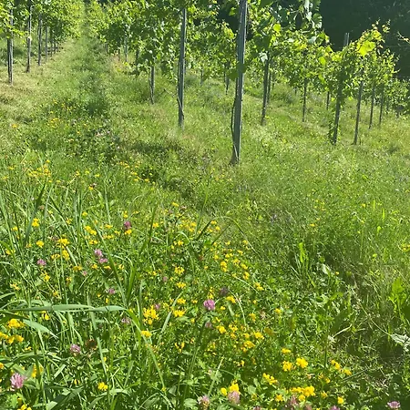 Weingut Kleinmonte Лойчах