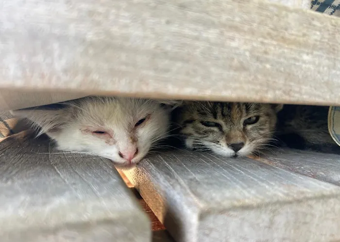 Weingut Kleinmonte Apartamento *