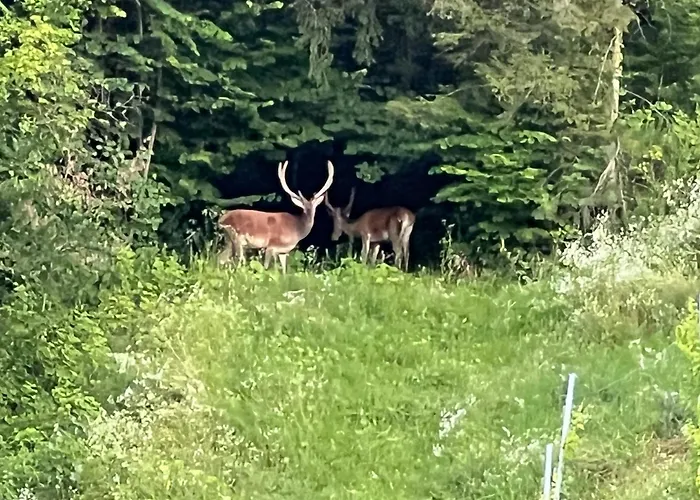 Weingut Kleinmonte 公寓