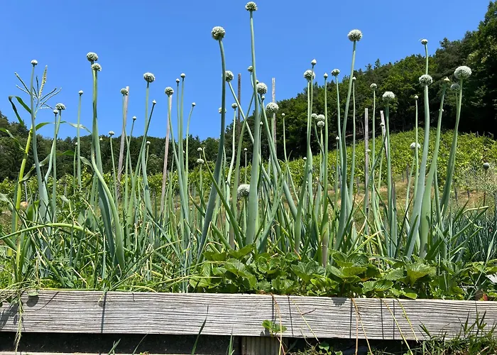 Weingut Kleinmonte 公寓 *